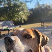 Shelby Dog Park ico