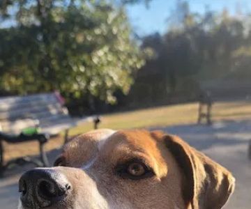 Shelby Dog Park