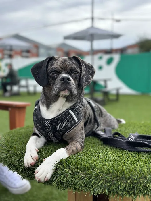 Urban Dog Bar 7