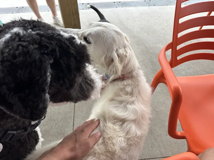 Urban Dog Bar 3