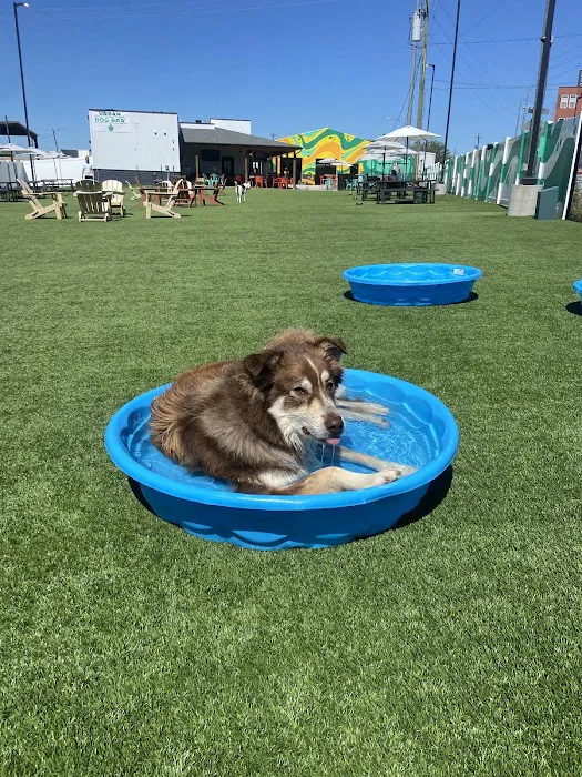 Urban Dog Bar 8