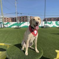 Urban Dog Bar ico