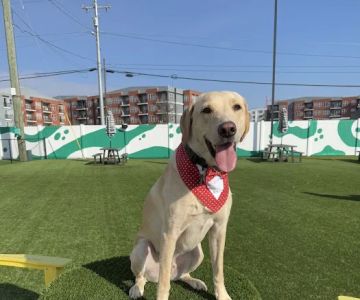 Urban Dog Bar