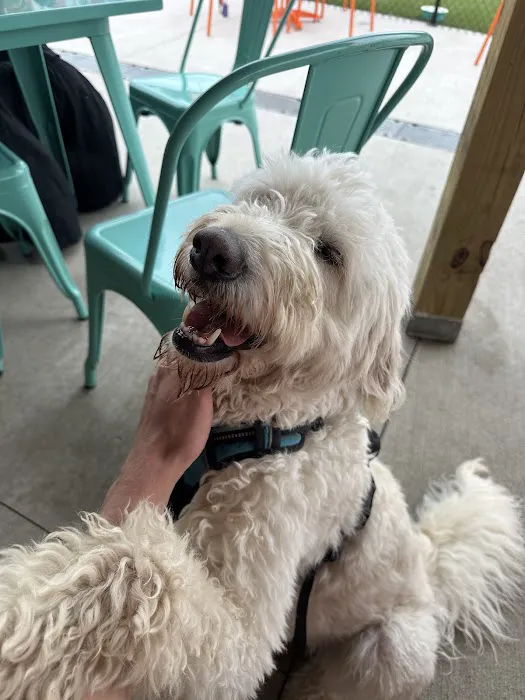 Urban Dog Bar 4