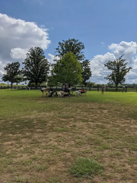 Edwin Warner Dog Park 7