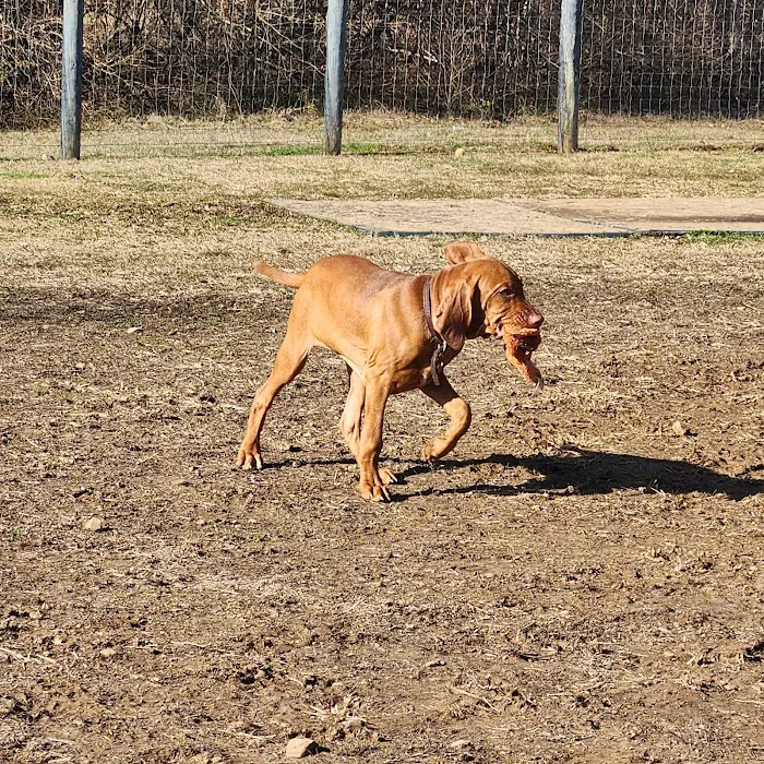 Edwin Warner Dog Park 8