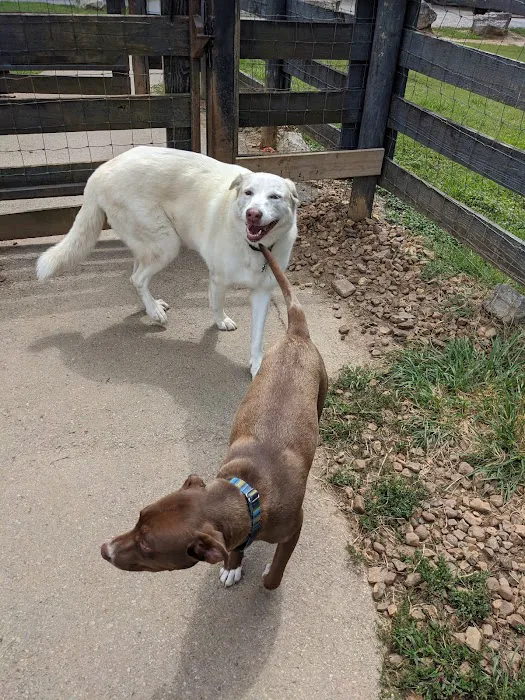 Edwin Warner Dog Park 3