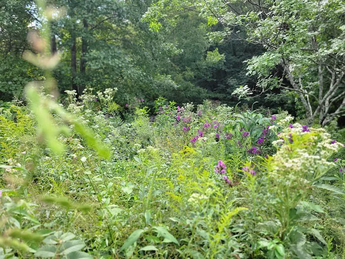 Edwin Warner Dog Park 4