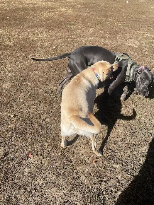 Edwin Warner Dog Park 6