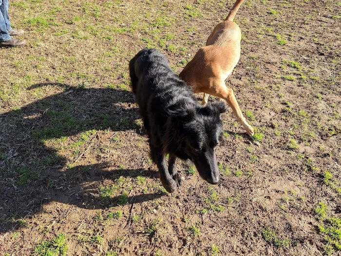 Edwin Warner Dog Park 10