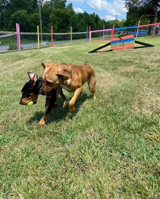 Blue's Dog Park 10