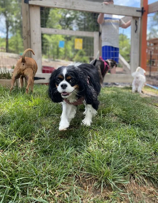 Blue's Dog Park 2