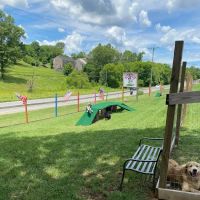 Blue's Dog Park ico