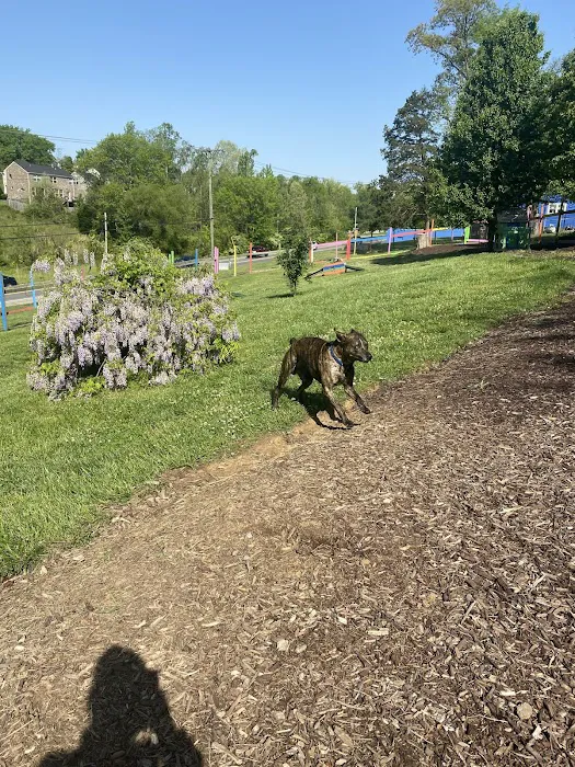 Blue's Dog Park 6
