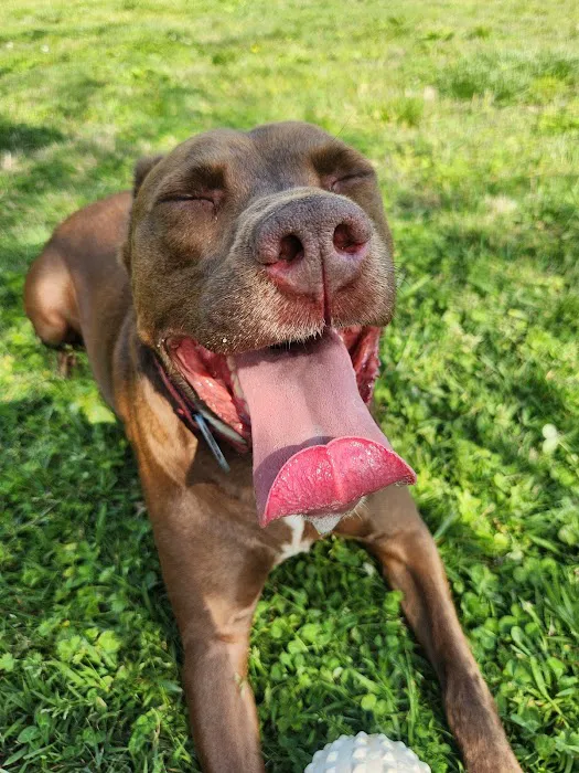 Ashland City Dog Park 4