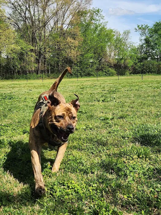 Ashland City Dog Park 10