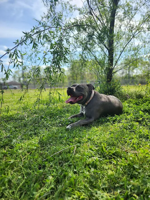 Ashland City Dog Park 7