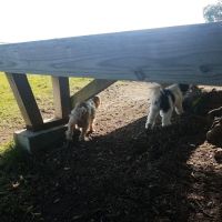 Fenway's Dog Park ico