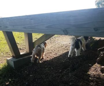 Fenway's Dog Park