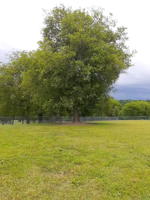Fenway's Dog Park 2