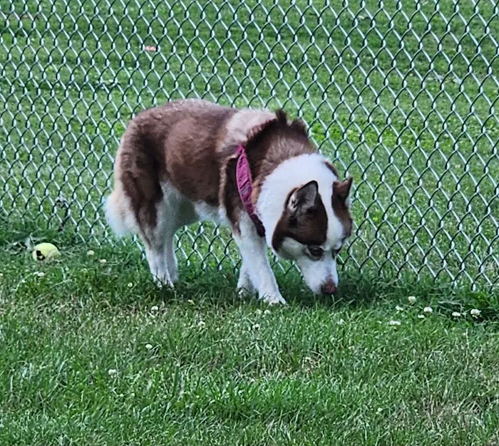 Fenway's Dog Park 5