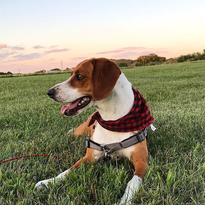 K-9 Korral Dog Park 4