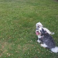Nolensville Dog Park ico