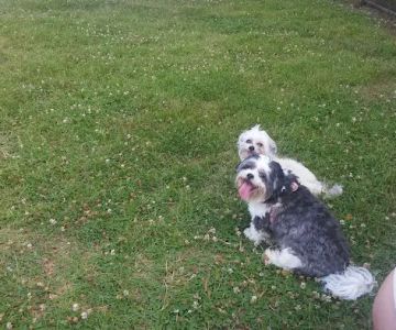 Nolensville Dog Park