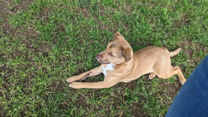 Bark Springs Dog Park Smyrna TN 1