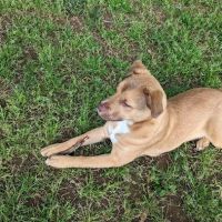 Bark Springs Dog Park Smyrna TN ico