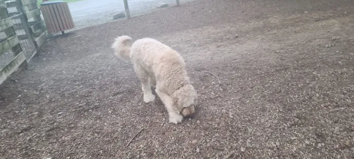 Freedom Run Dog Park 10