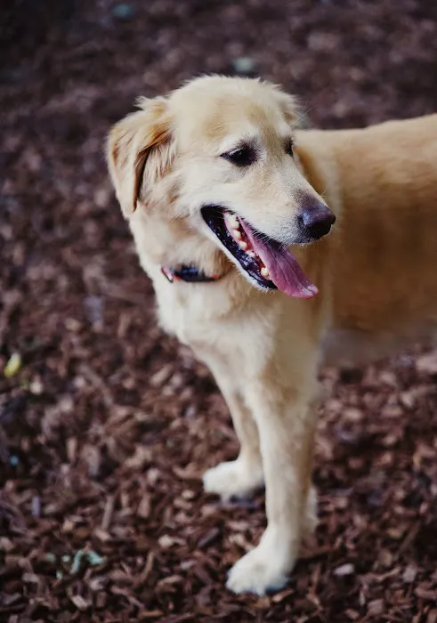 Freedom Run Dog Park 3