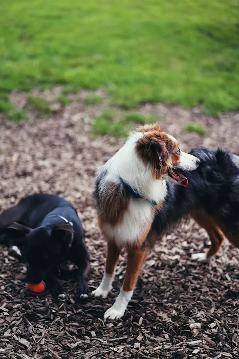 Freedom Run Dog Park 5