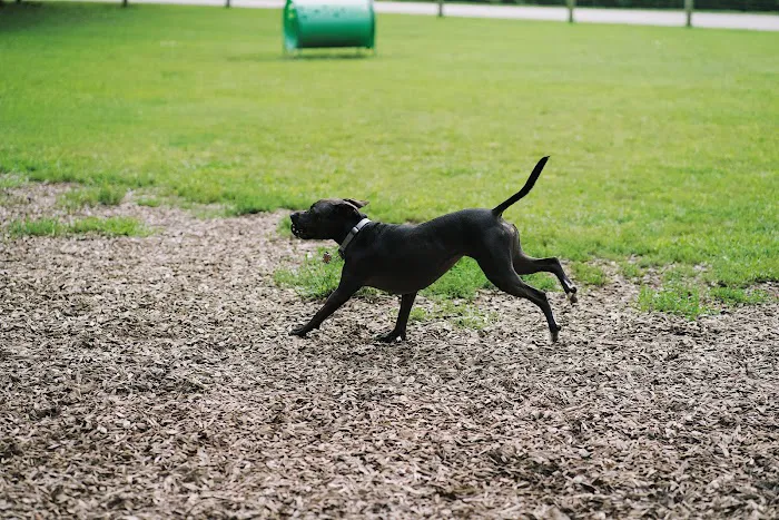 Freedom Run Dog Park 6