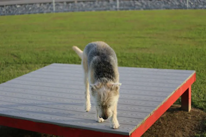 Blake's Bark Park 3