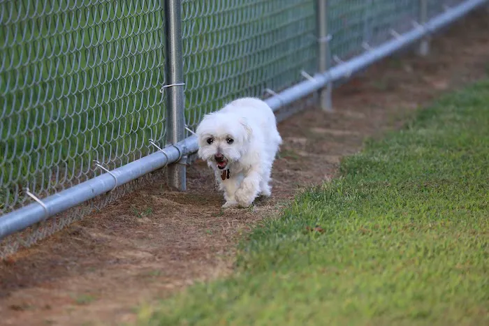 Blake's Bark Park 1