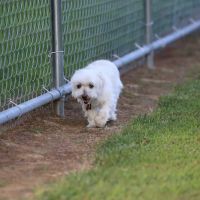Blake's Bark Park ico