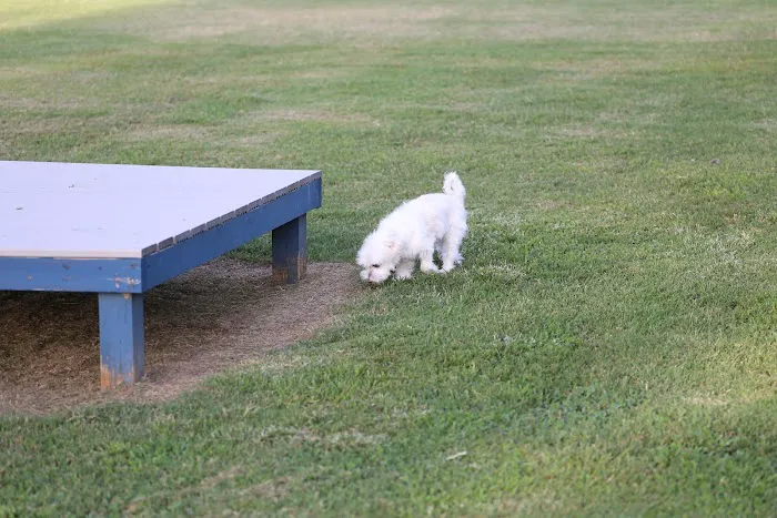 Blake's Bark Park 6