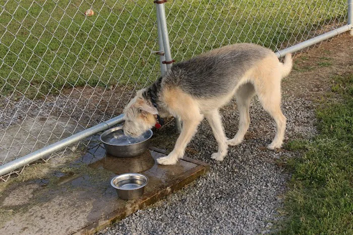 Blake's Bark Park 7