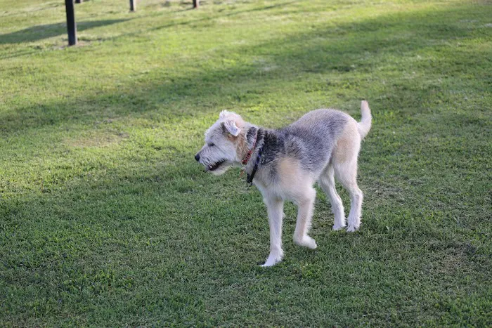 Blake's Bark Park 4