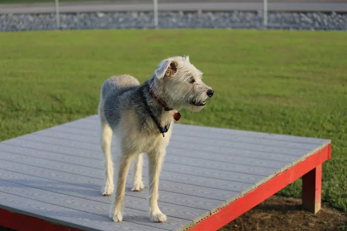 Blake's Bark Park 5