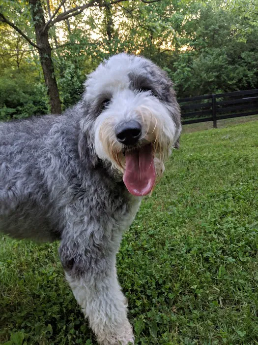 Nutro Dog Park 7