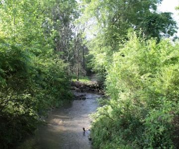 Nutro Dog Park