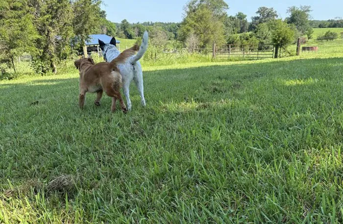 LaLa Land aka Pups Paradise Private Dog Park 3