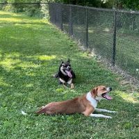 Central Bark Dog Park ico