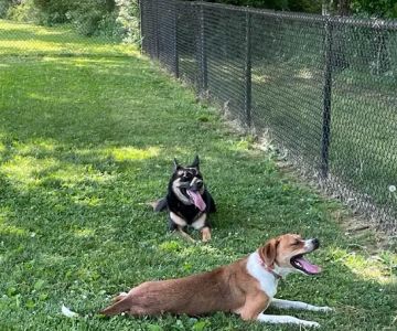 Central Bark Dog Park