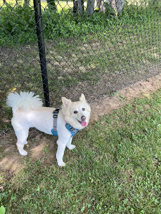 Central Bark Dog Park 6