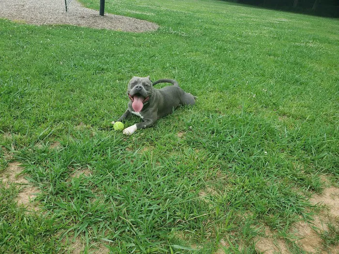 Central Bark Dog Park 10