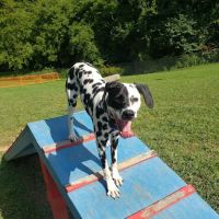 Rover's Ridge Dog Park ico