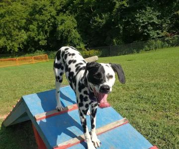 Rover's Ridge Dog Park